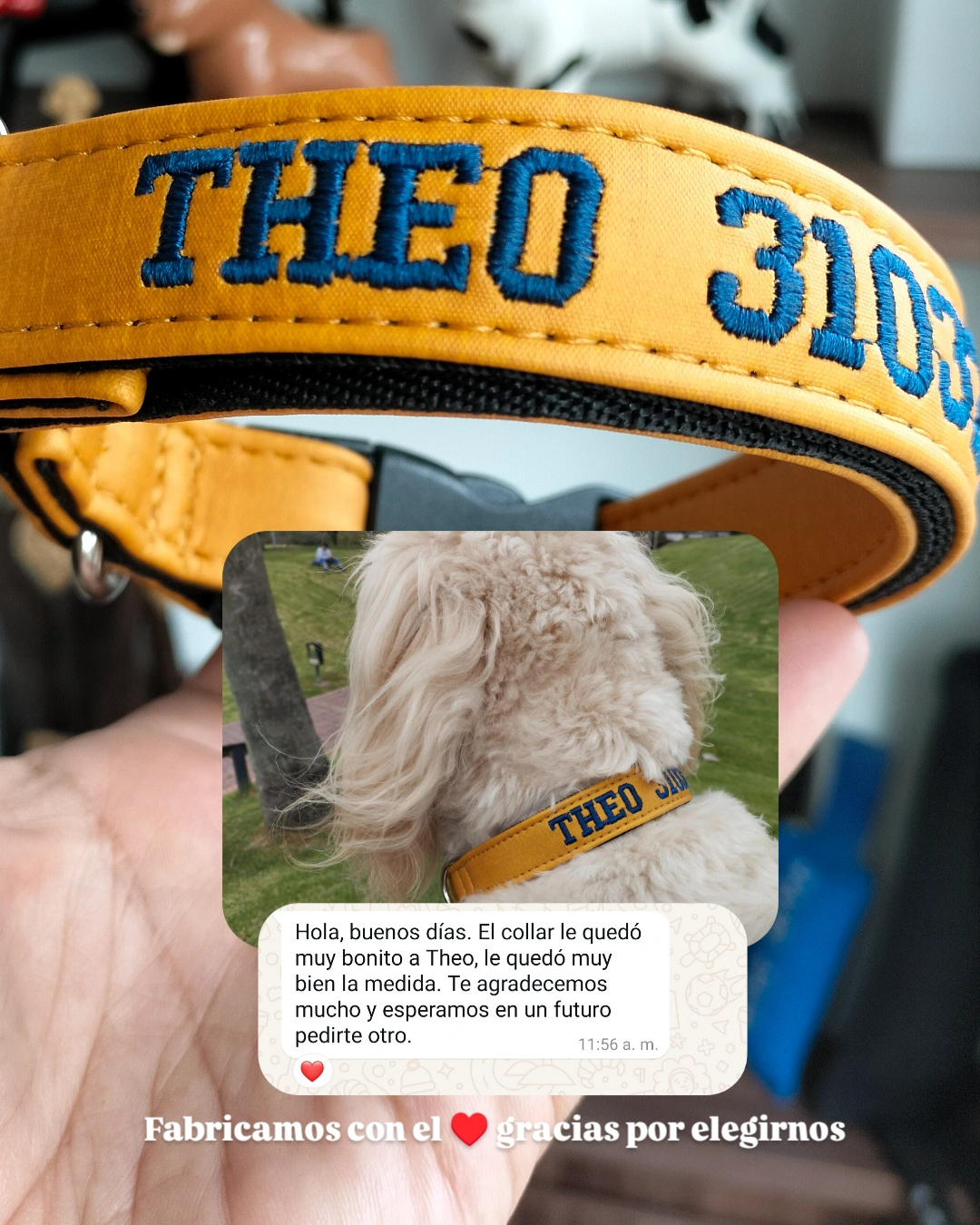 testimonio collar